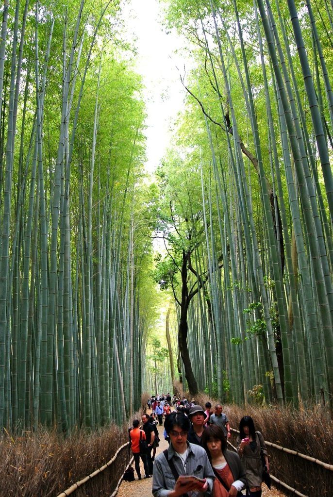 Bosque de Bambú - Arashiyama
