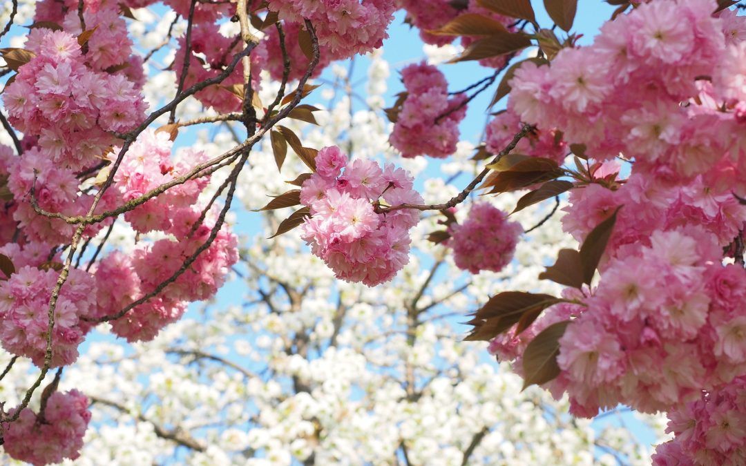Explorando las delicadas Flores de Ume, Sakura y Momo: Tres Joyas de la Primavera Japonesa